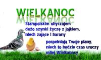 Pokaż zdjęcie w powiększeniu Gołębie zdjęcie